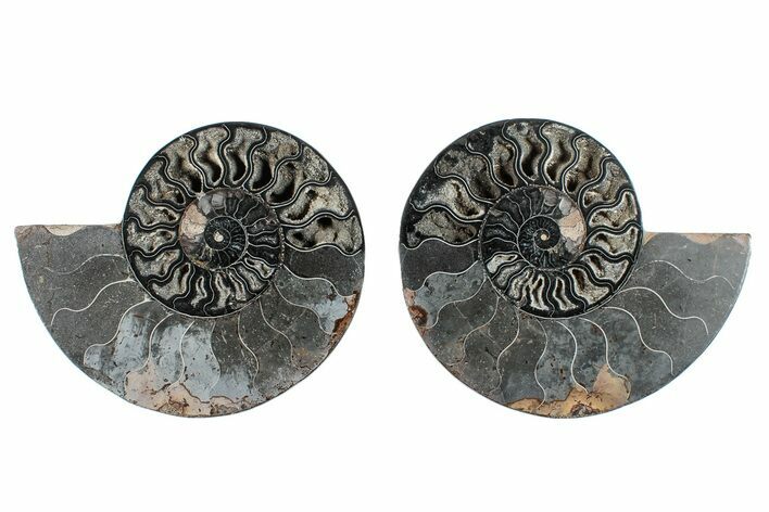 Cut & Polished Ammonite Fossil - Unusual Black Color #281379
